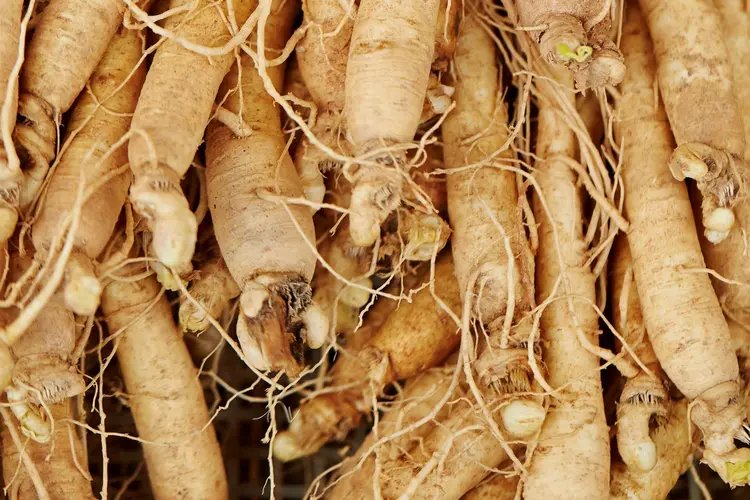 Panax Ginseng